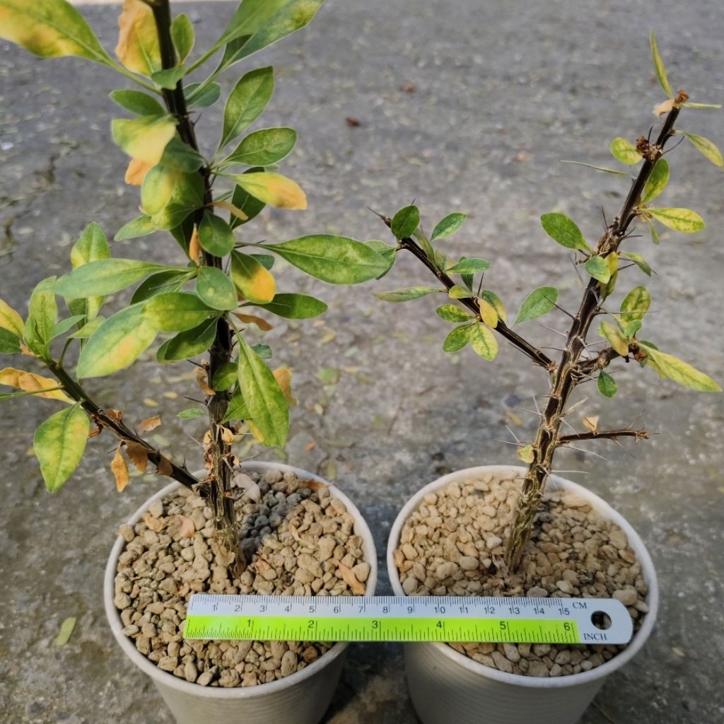 Tanaman Caudex Fouquieria macdougallii