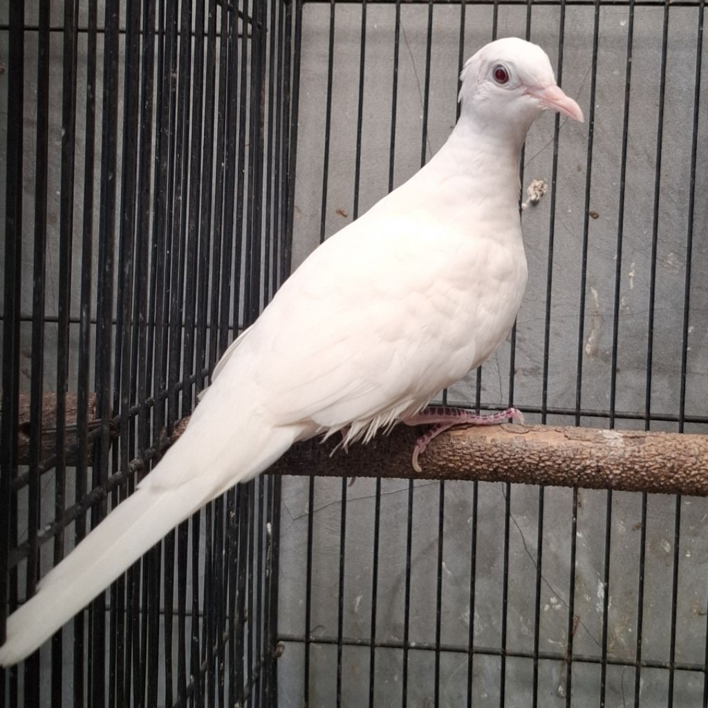 Perkutut Putih Kapas Dewasa