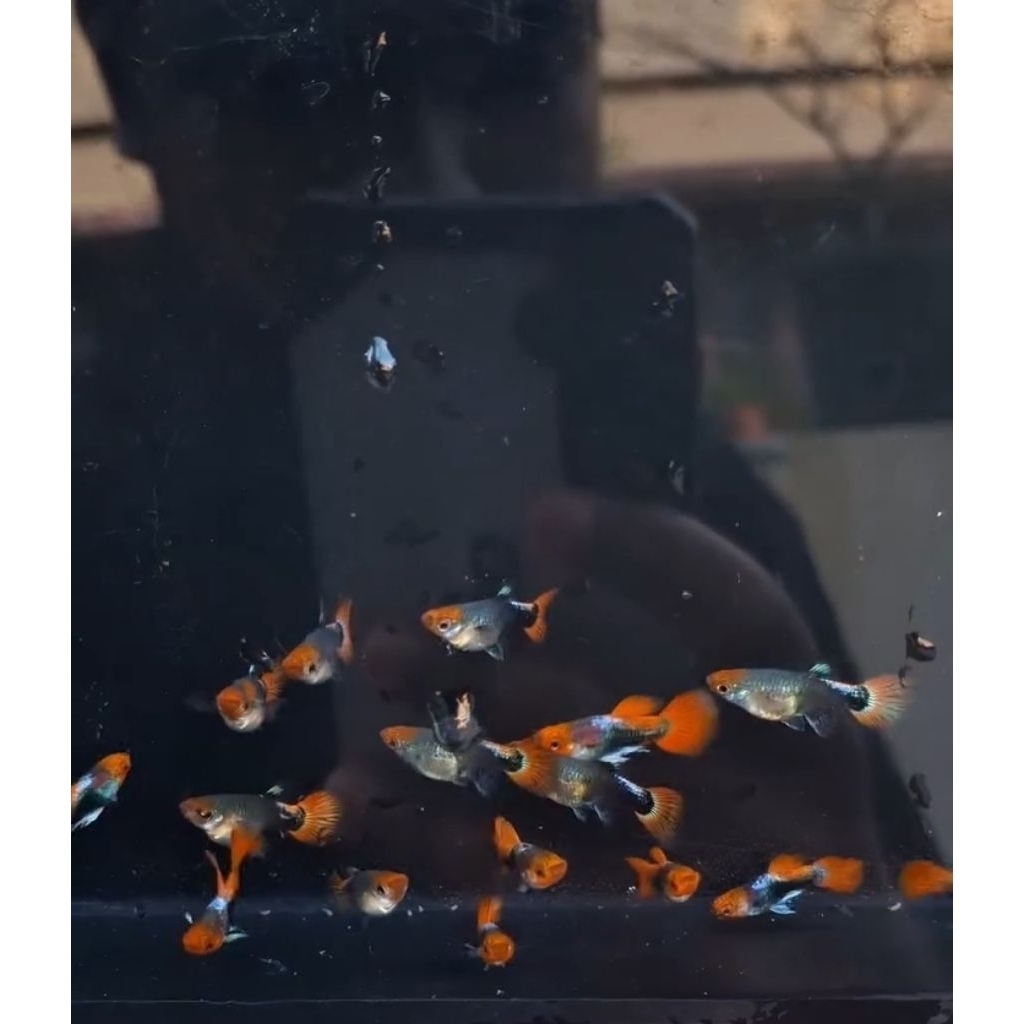 Hiasan Aquaspace Ikan Guppy PRTDE Indukan sepasang