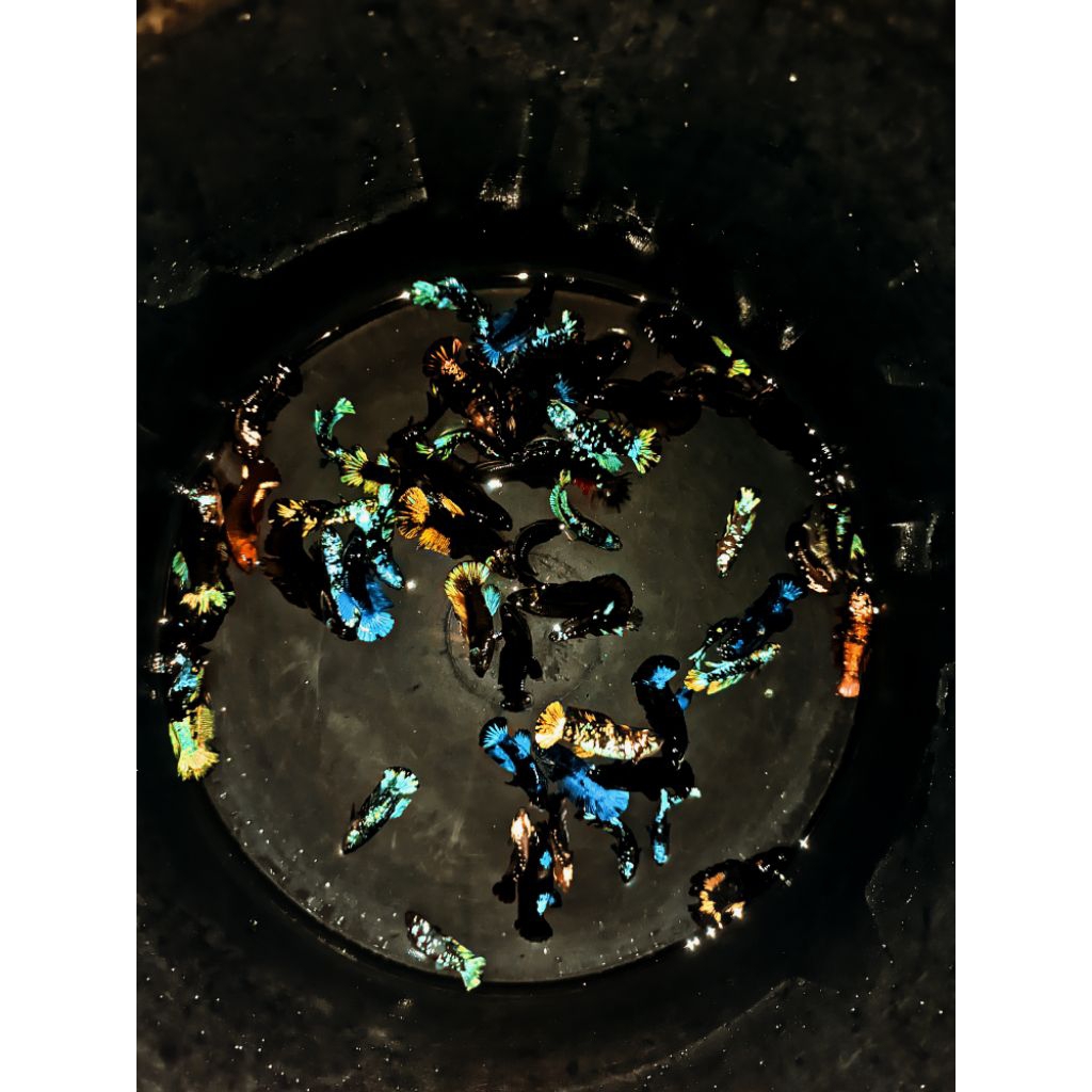 hiasan ikan cupang avatar (grade)