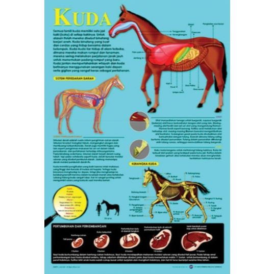 Poster Kuda / Anatomi Hewan