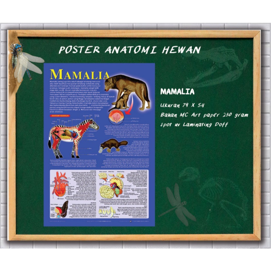Poster Mamalia / Anatomi Hewan