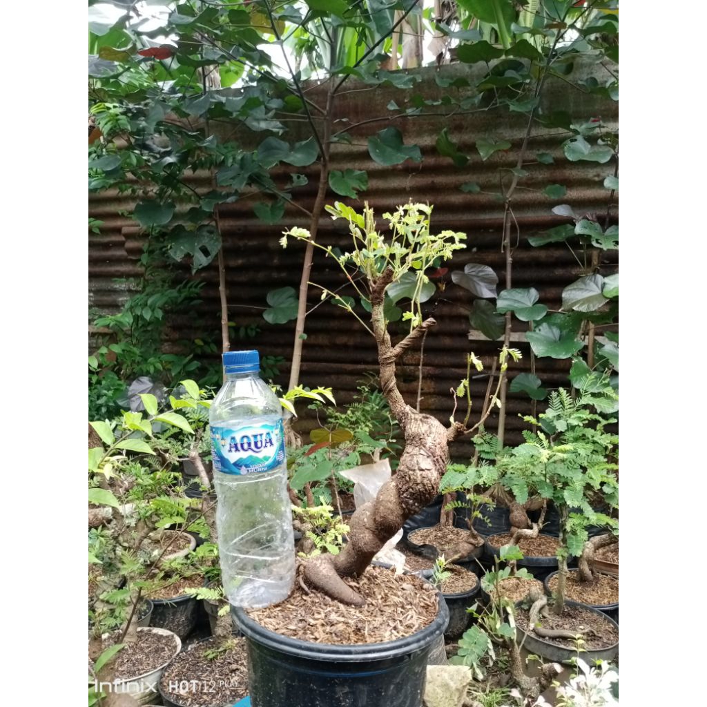 bonsai asem jawa karakter, bahan dongkelan
