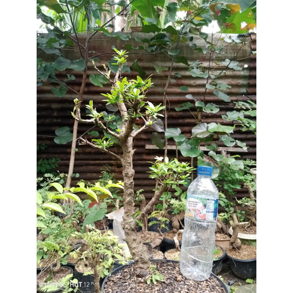 bonsai asoka bunga kuning istimewa