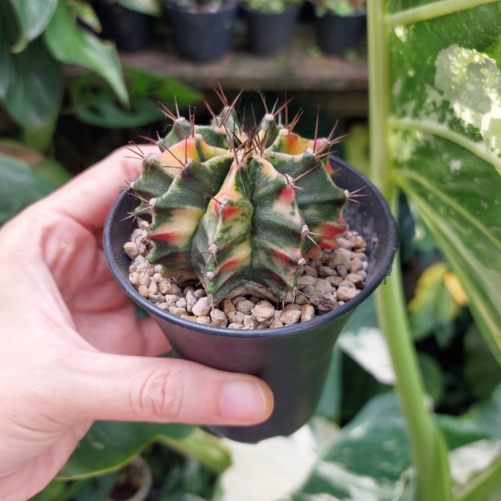 Kaktus Palembang Sukulen Lucu Gymno Gymnocalycium Miha Var Seedling