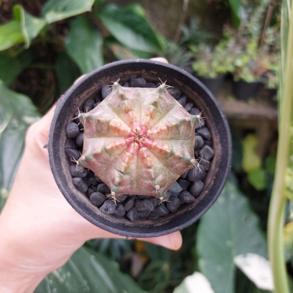 Kaktus Palembang Gymno Gymnocalycium Seedling Neon Pink