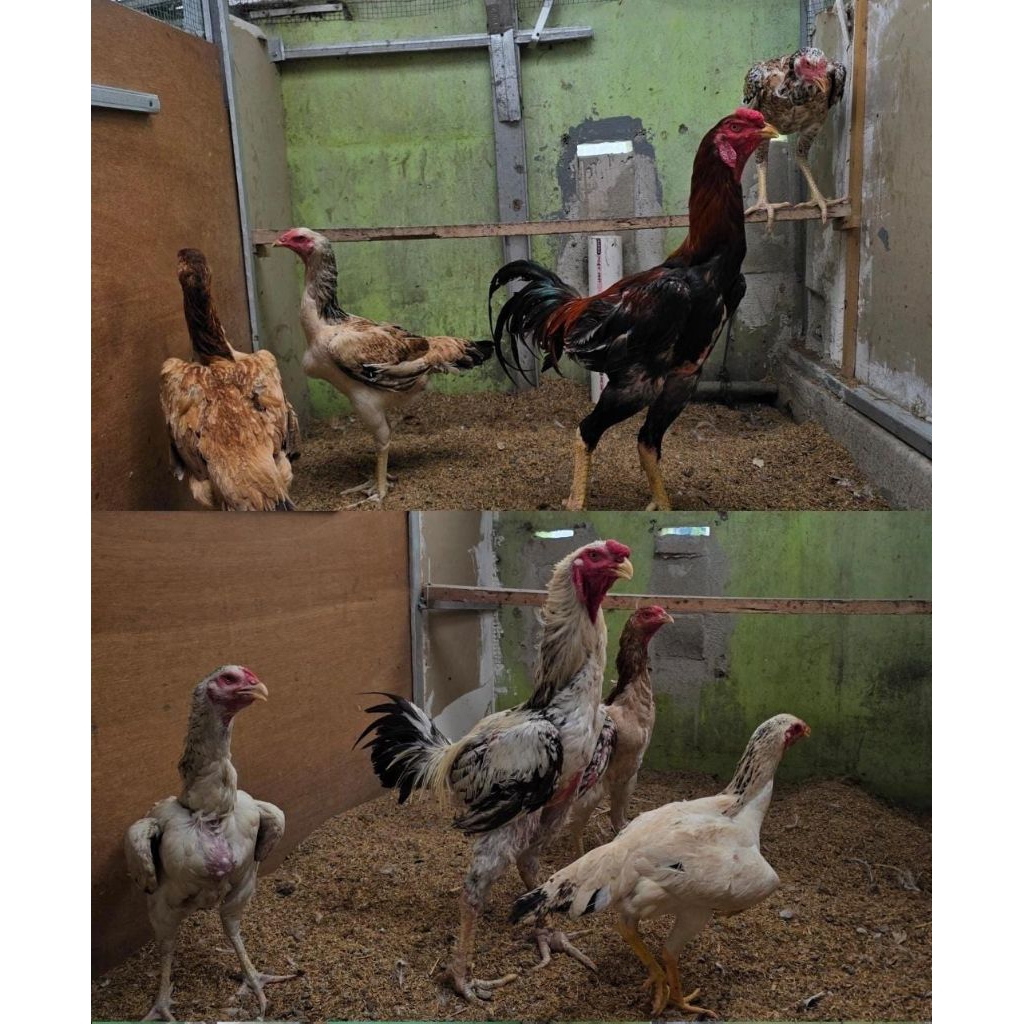 Telur Fertil Ayam Indio Gigante