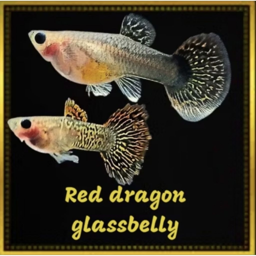aksesoris guppy(RED DRAGON GLASS BELLY) 1pair