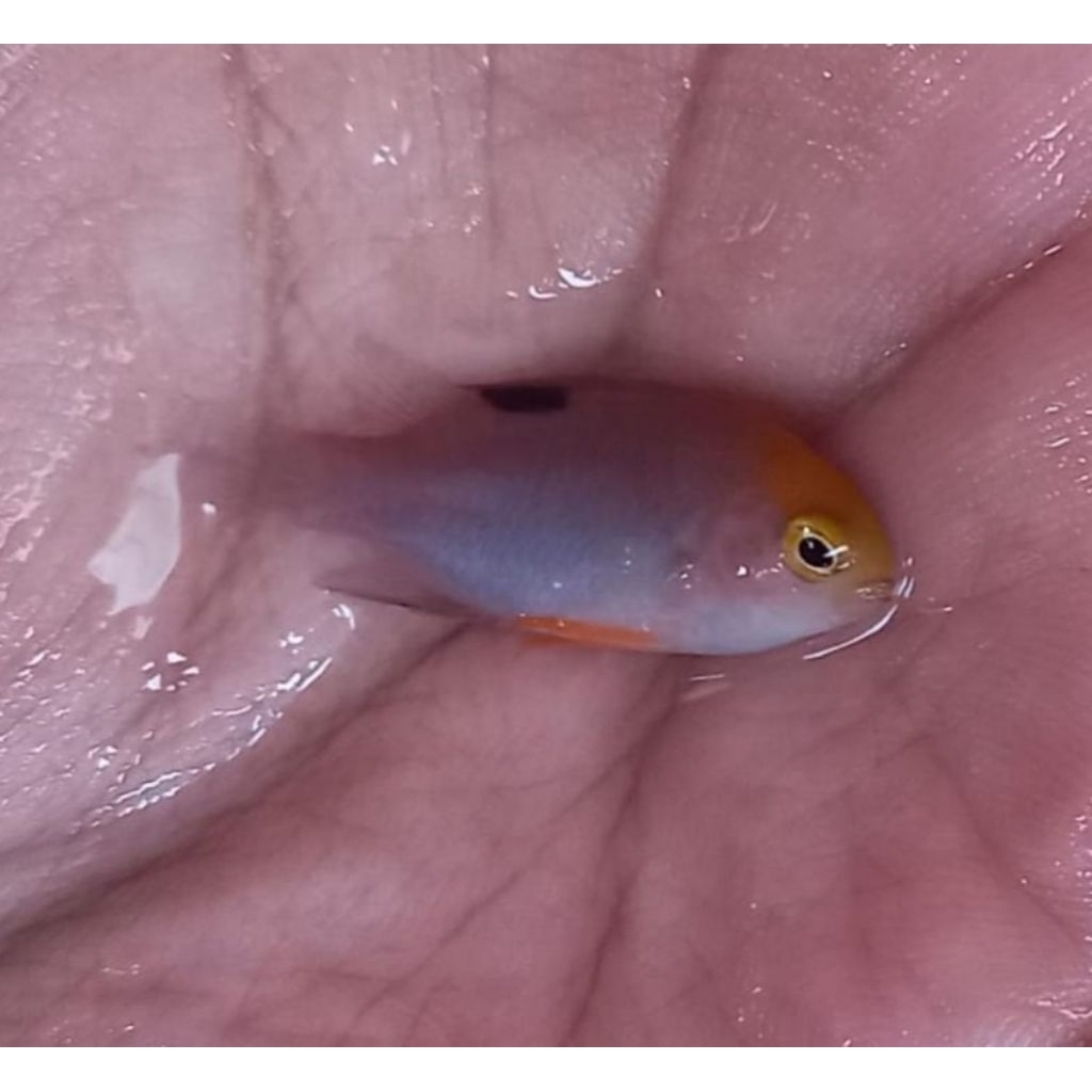 Ikan Hias Air Laut Jenis Betok Bintang Malam