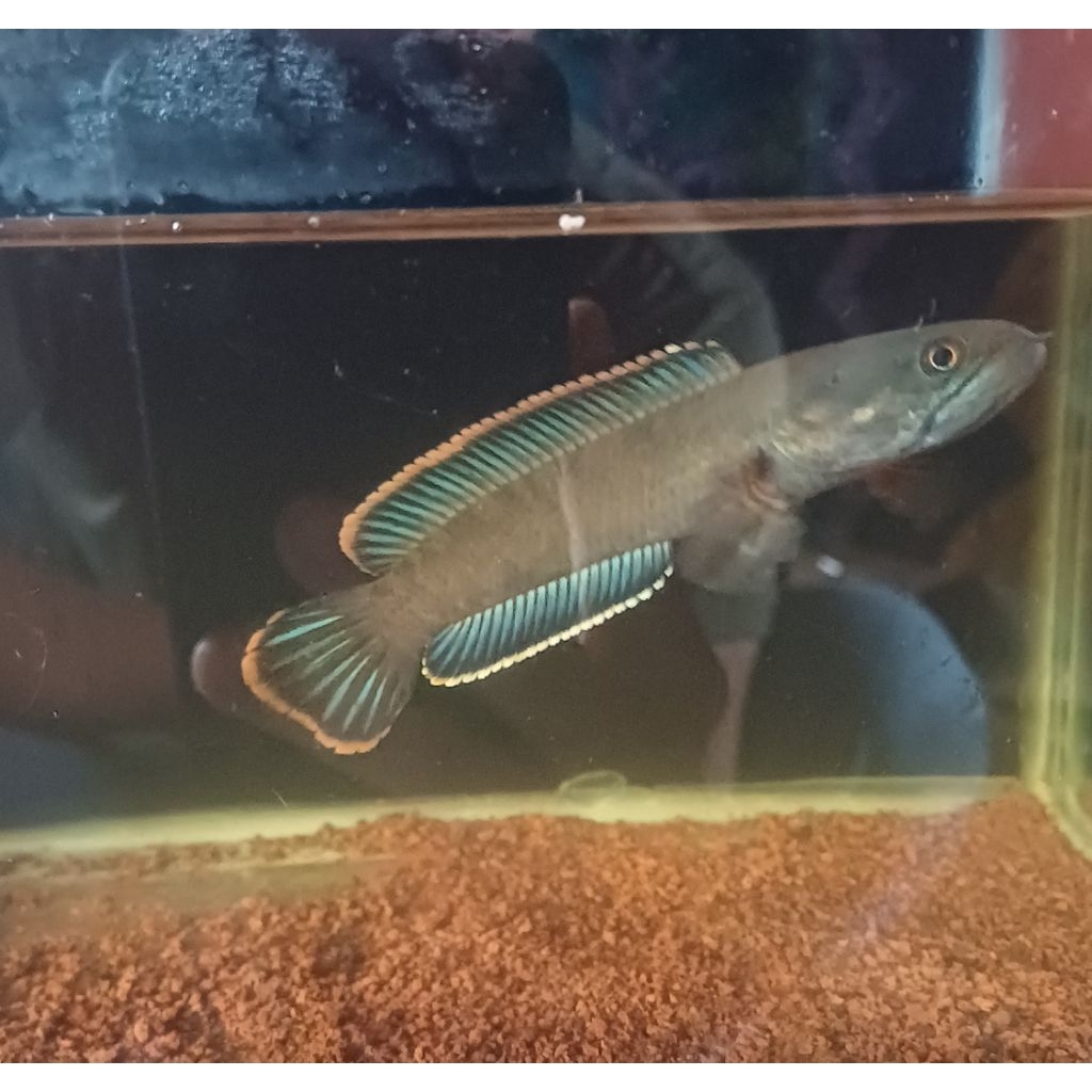 Baby Channa Limbata Wc Size 4-8 Bahan