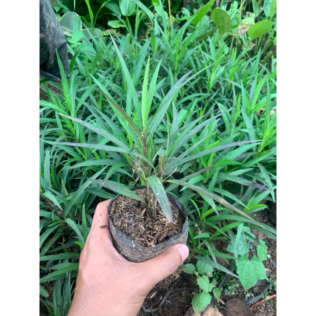 KENCANA UNGU / RUELLIA SIMPLEX