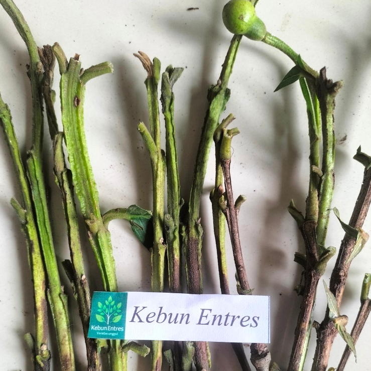 entres jambu biji red diamond 5 mata tunas