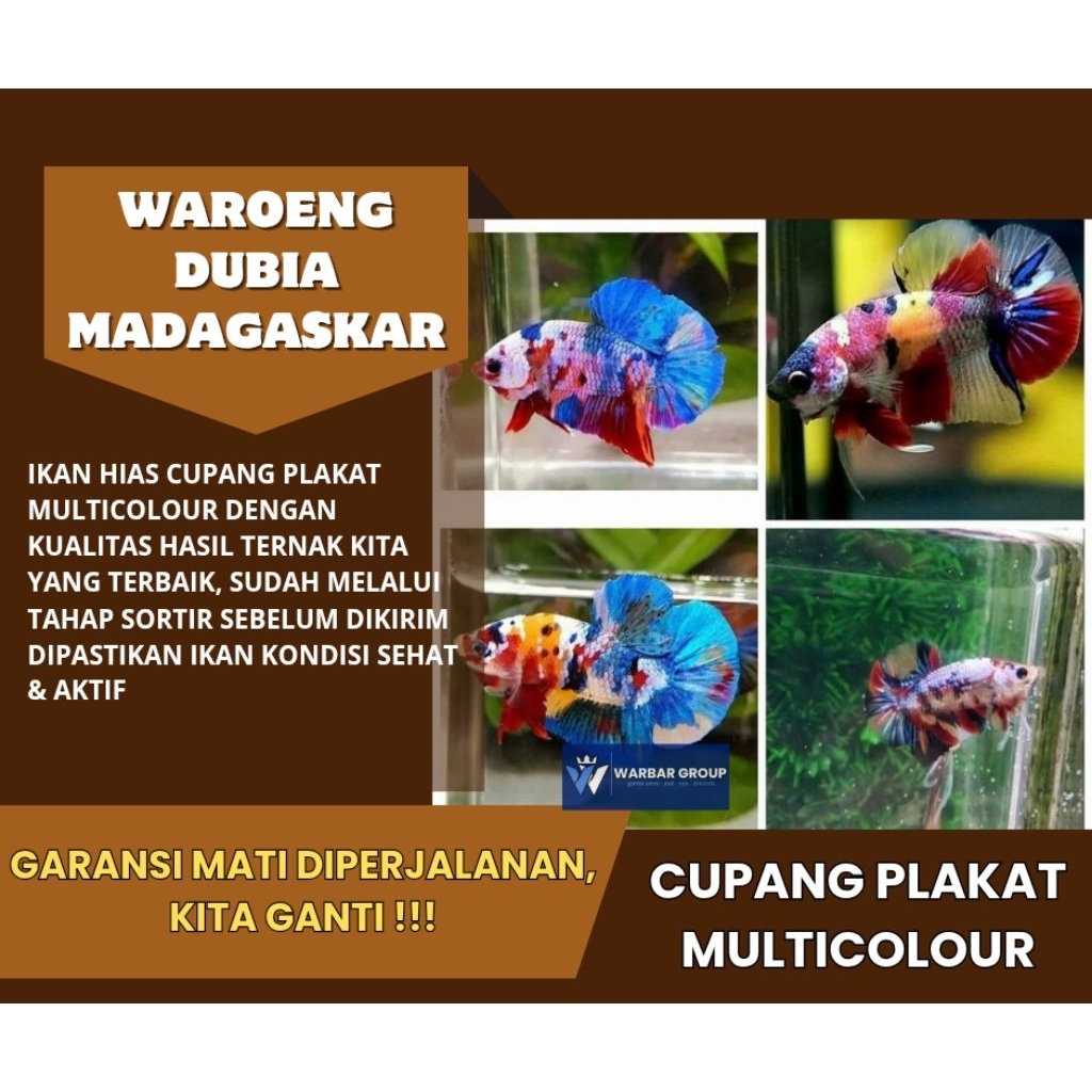Ikan hias cupang plakat multicolour KUALITAS GRADE A ( GARANSI )
