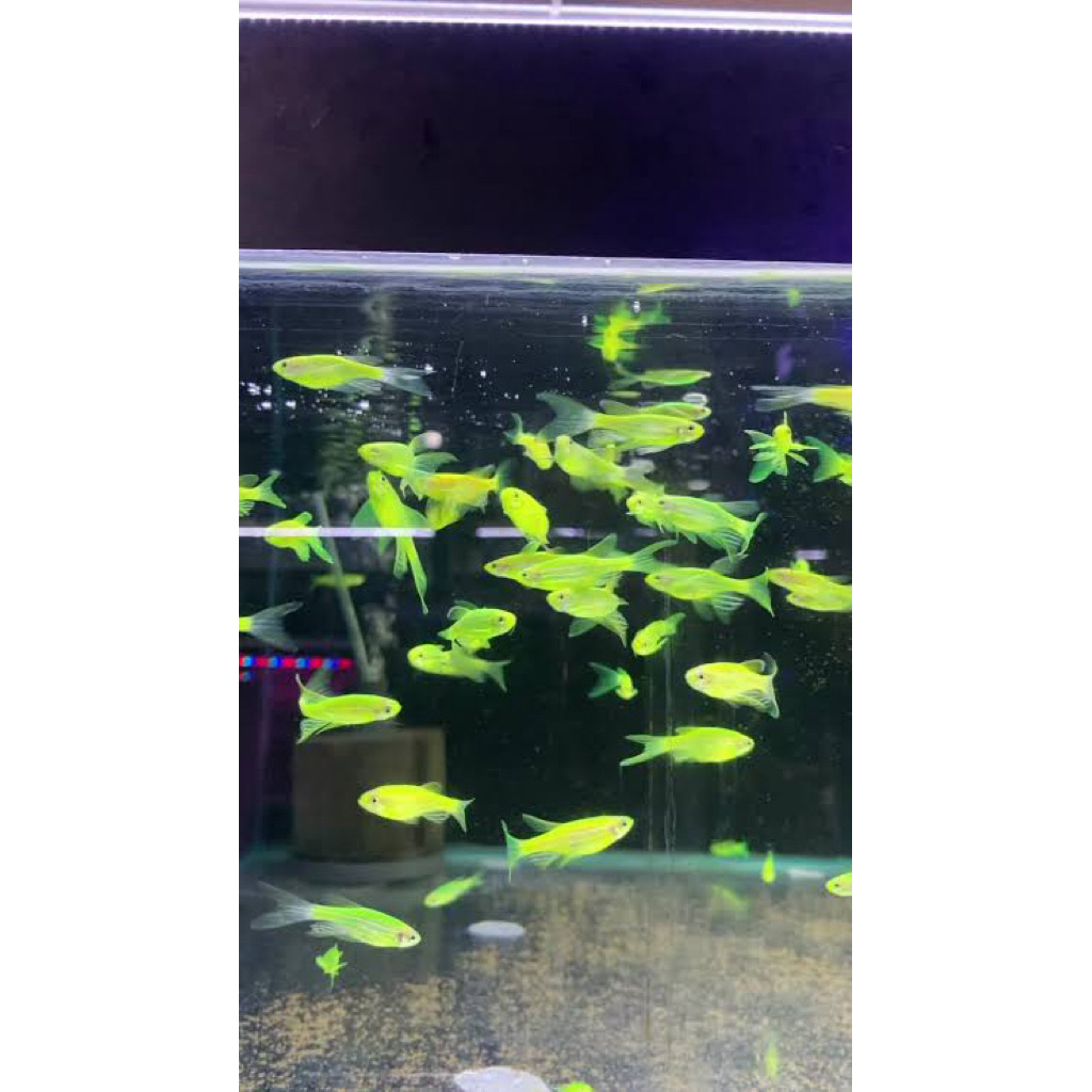 hiasan aquarium ikan danio slayer 50ekor