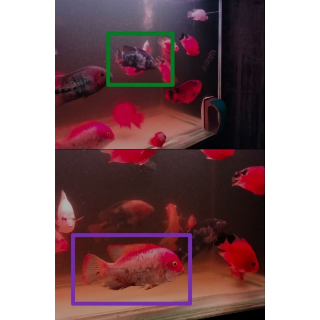 Vieja Fenestratus Marble