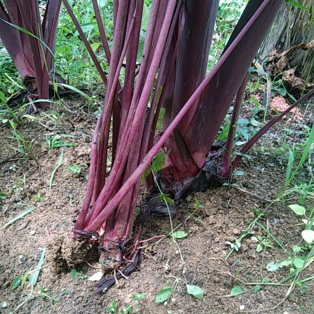 bibit talas pratama 3