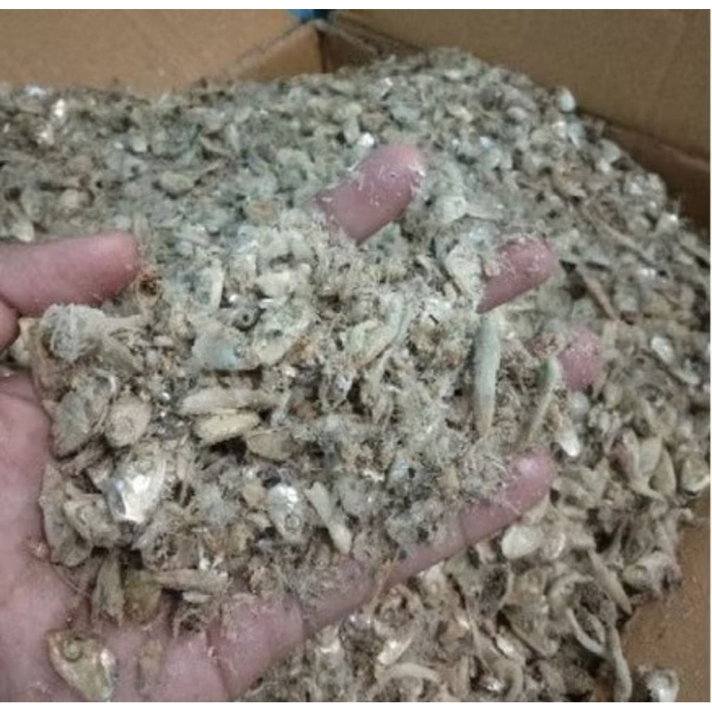 Kepala Teri / Abu Teri Pakan Ternak 1 Kg