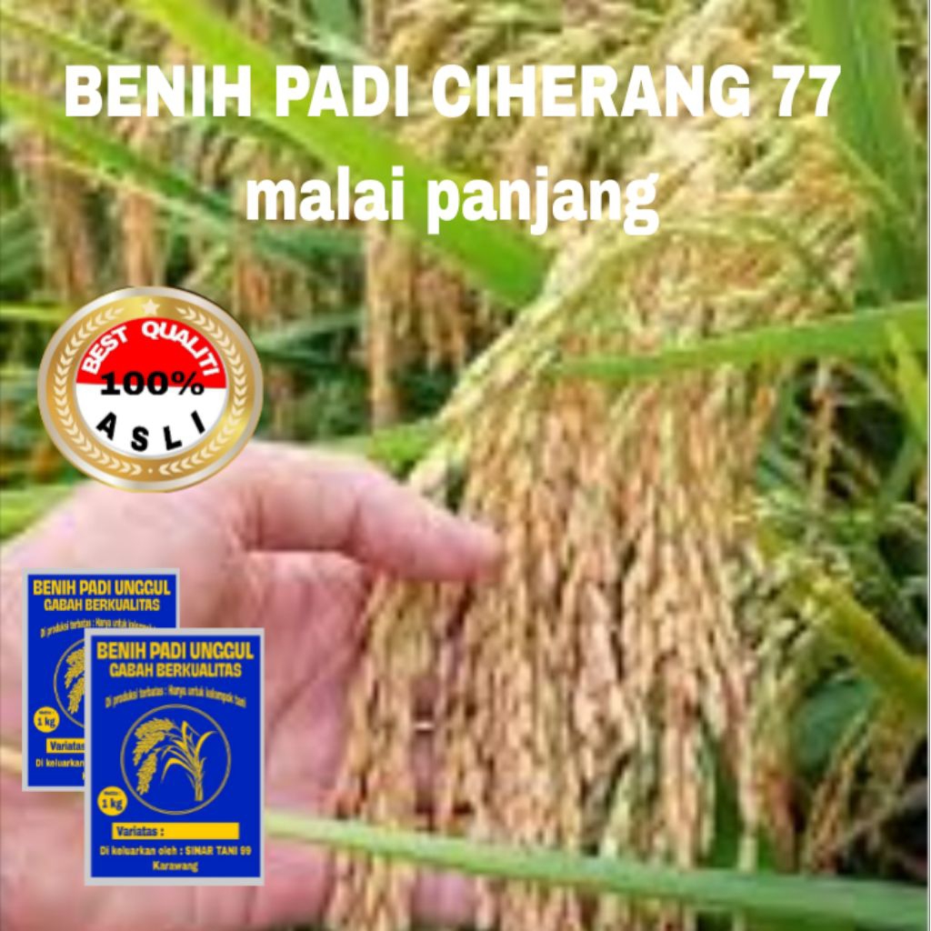 BENIH PADI CIHERANG 77 MALAI PANJANG berkualitas unggul 1 kg