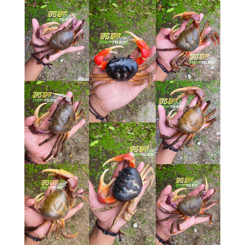 Hiasan kepiting darat cardisoma carnifex dan tuerkayana magnum