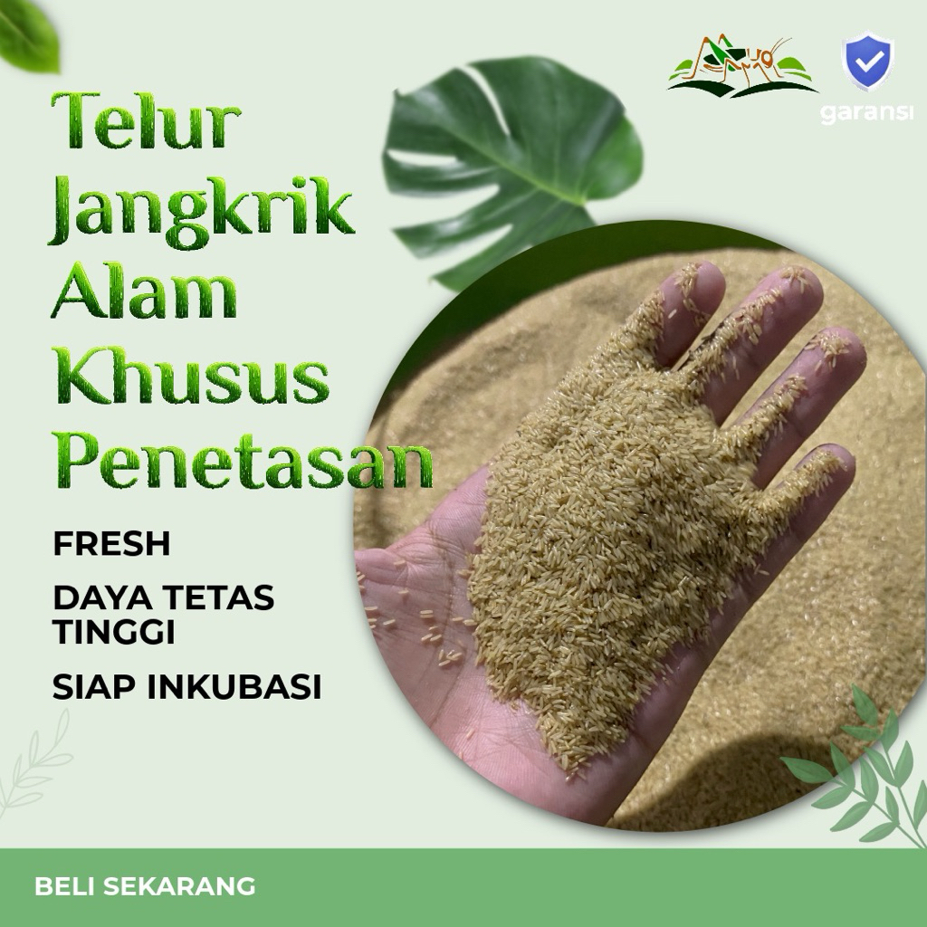 Telur Jangkrik Penetasan 250g | Media Budidaya Jangkrik Terpilih