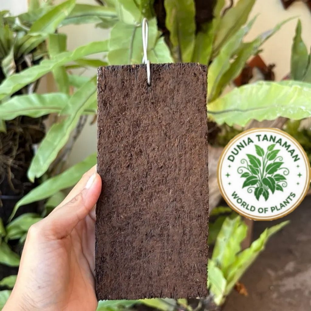 Jual Papan Pakis Anggrek / Media Tanam Tempel Anggrek / Papan Akar Pakis Media Tempel Anggrek /