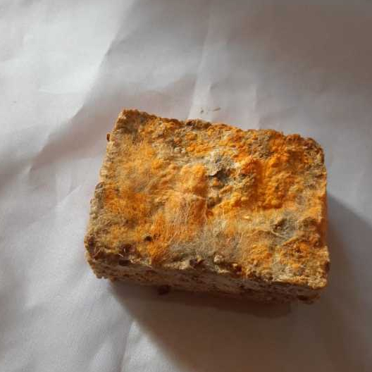 Oncom  Kacang Asli Bandung (1PCS) Dijamin Fresh dan Enak