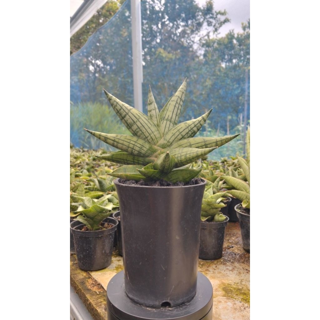 sensipera hibrid manja