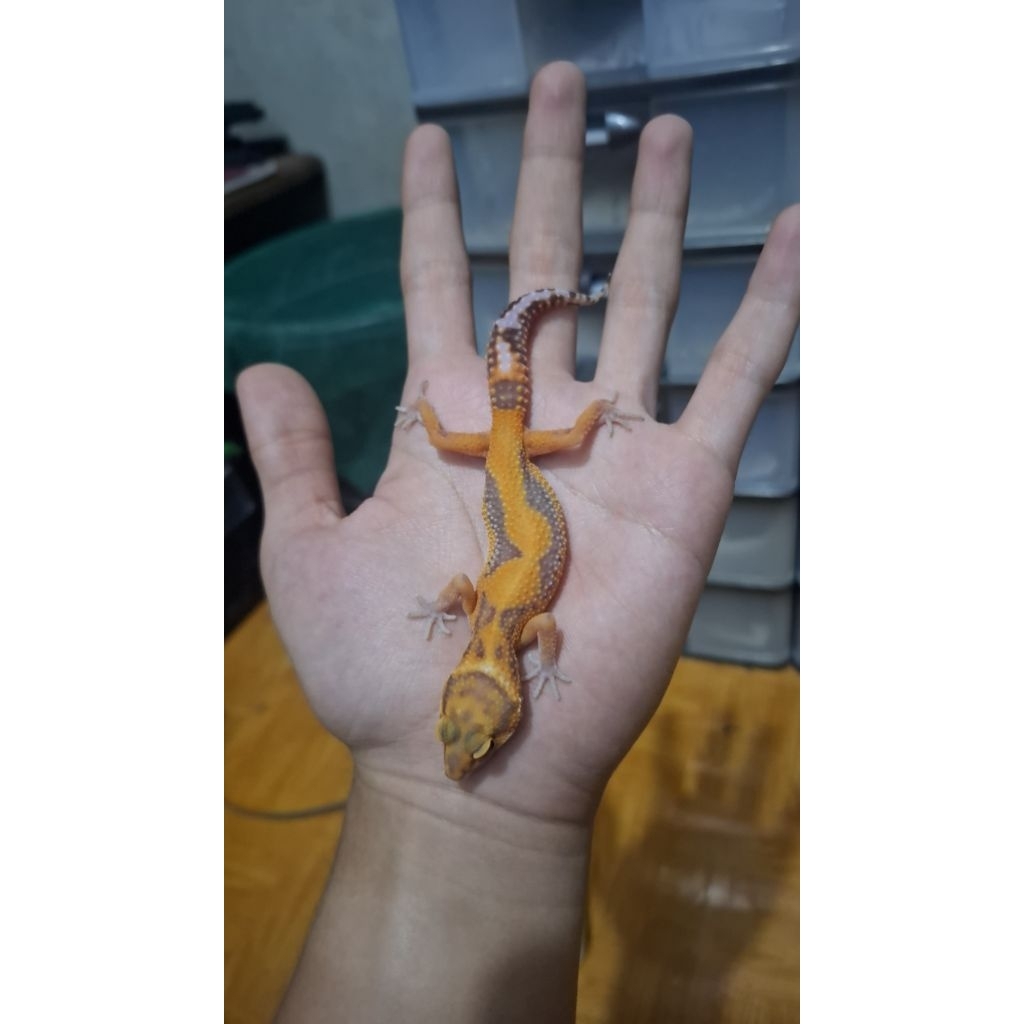 Leopard Gecko Female - Tremper - Usia Juve Sehat Mulus Oren