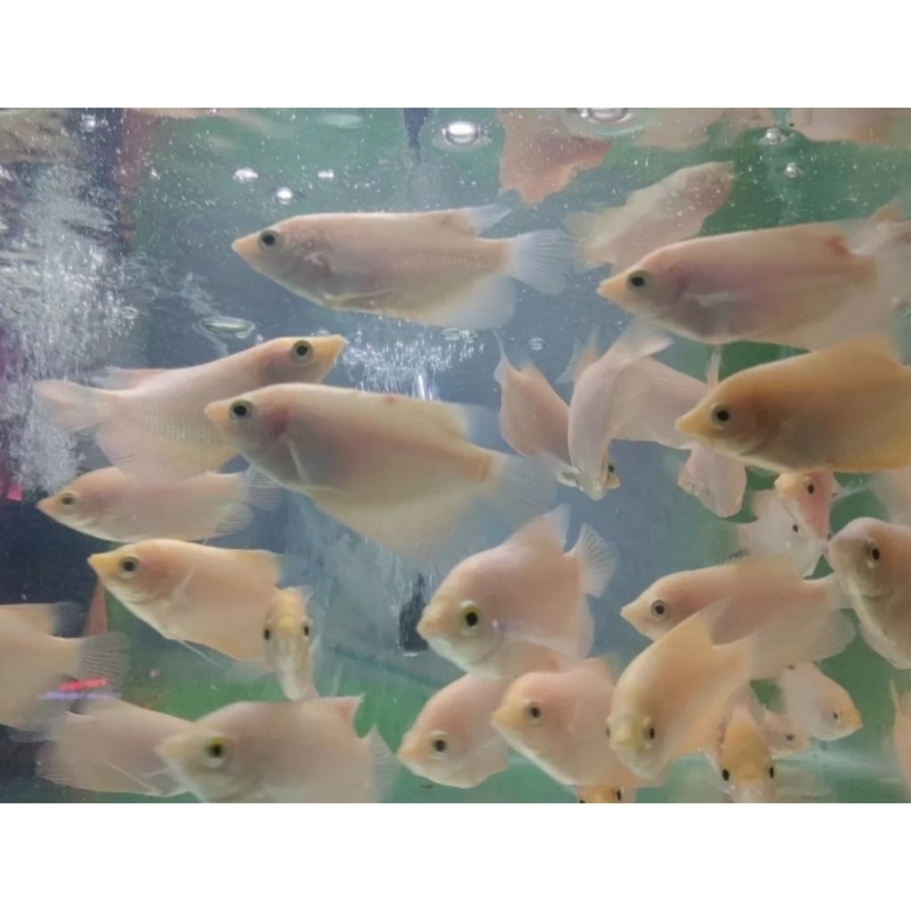 Aksesoris Aquarium Gurami Putih Size 7-10 cm Hiasan Aquascape Hiasan Akuarium |Ikan Hias Bozz Louhan