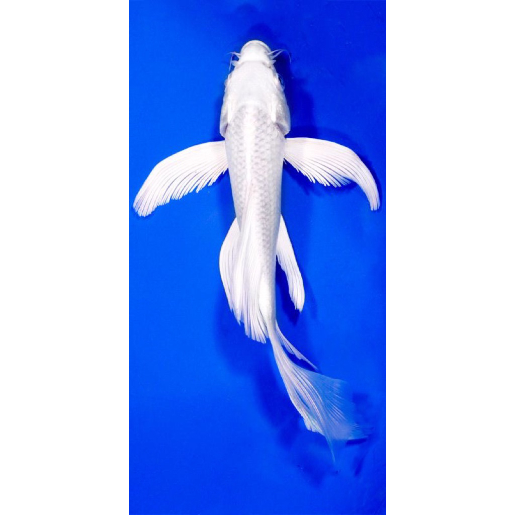 BERKUALITAS koi platinum slayer koi putih salju size 5-7 cm