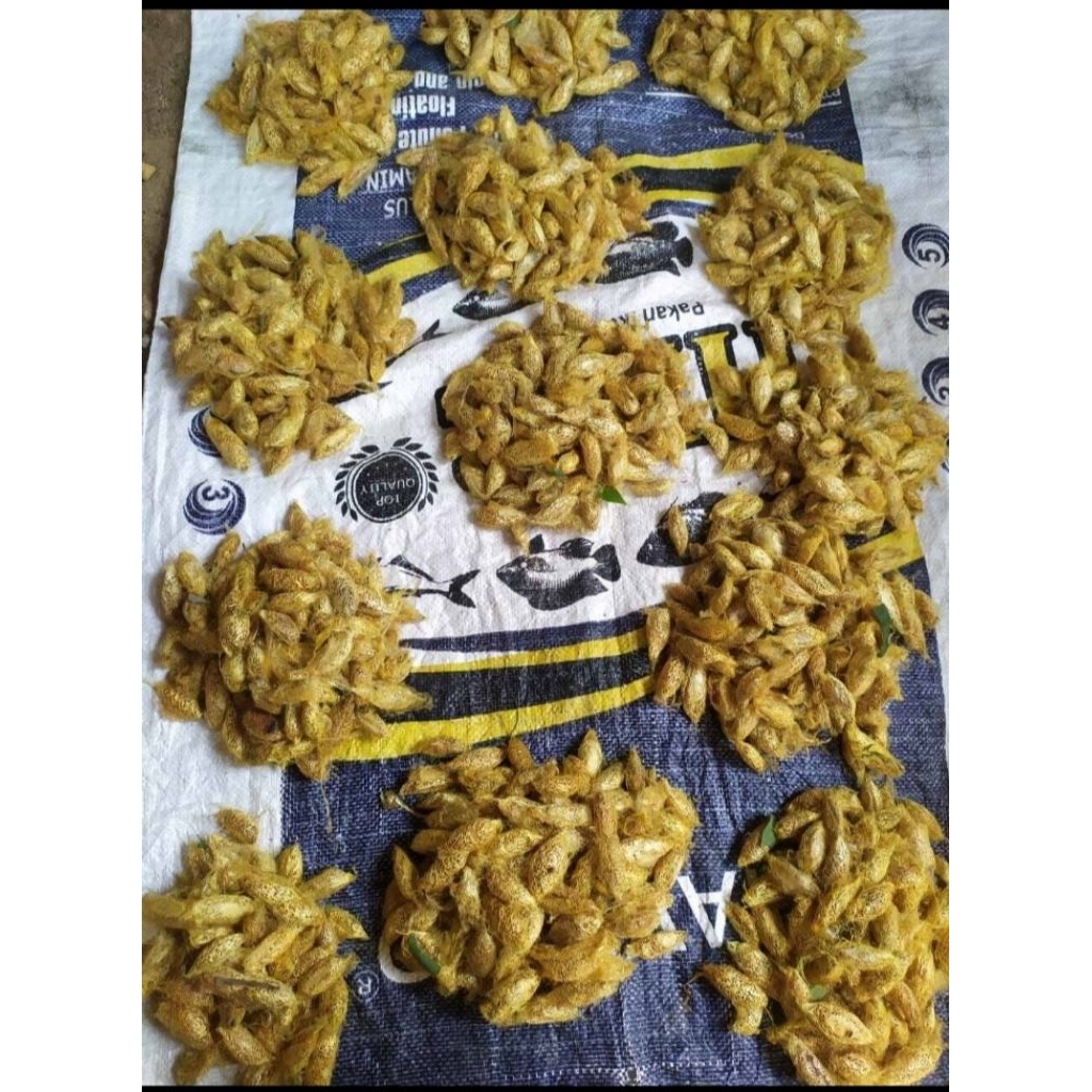 ISI 50+PCS ENTUNG ALPUKAT/KEPOMPONG ALPUKAT PREMIUM UMPAN BAWAL