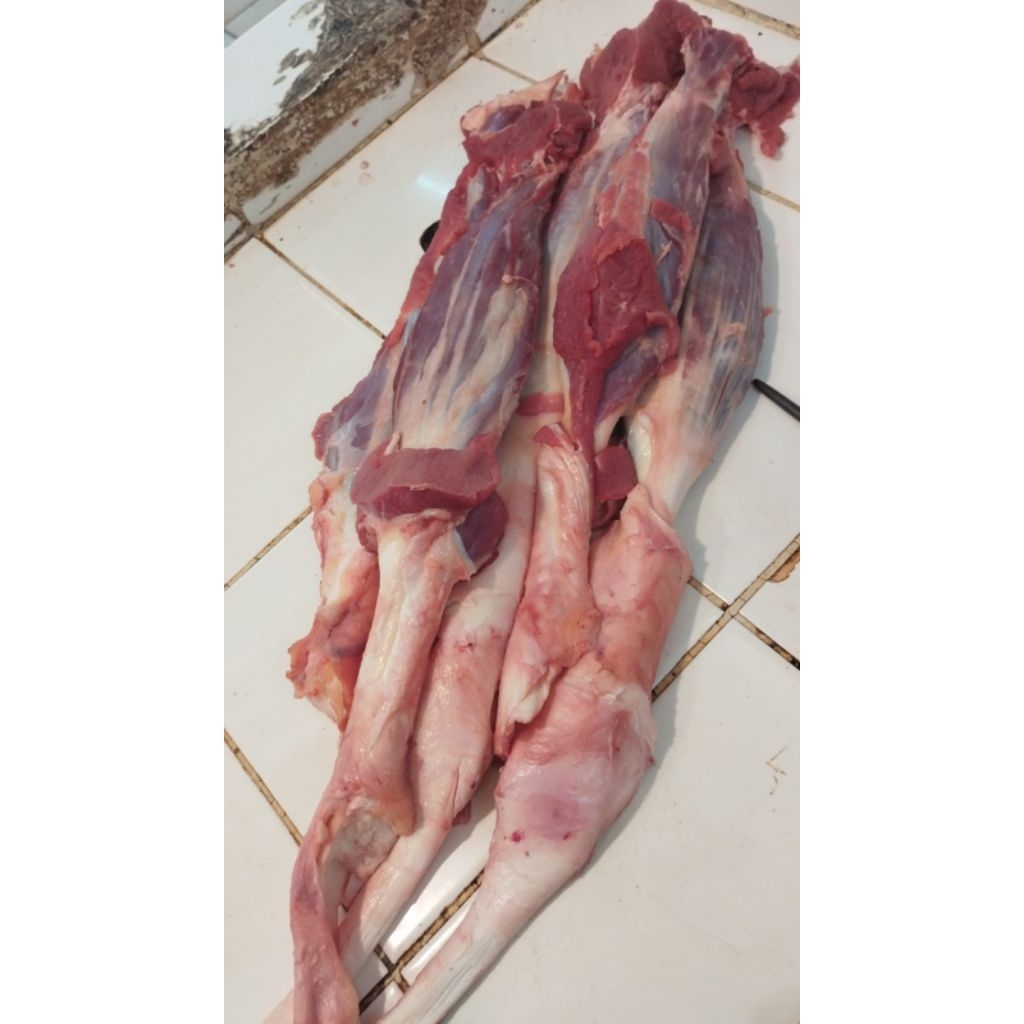 sengkel spesial kembang + urat sapi segar