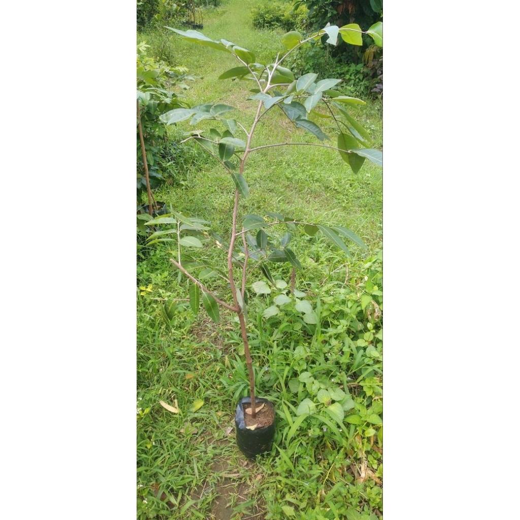 Tanaman Kelengkeng Matalada Cangkok Super