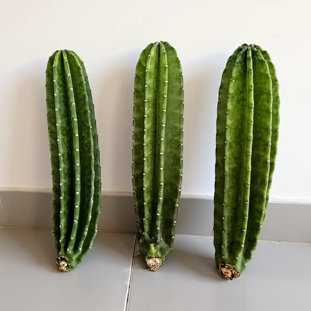 KAKTUS KOBOI 40-49 KAKTUS KOBOI TANPA DURI PAKET3