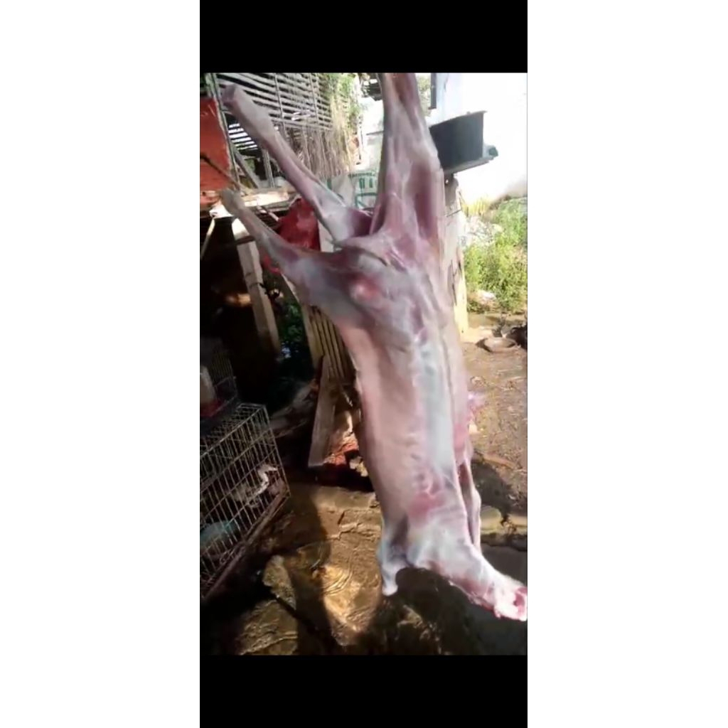 karkas daging kambing/domba
