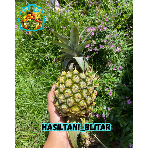 Nanas Madu Freesh Asli Dari Blitar 100% Manis