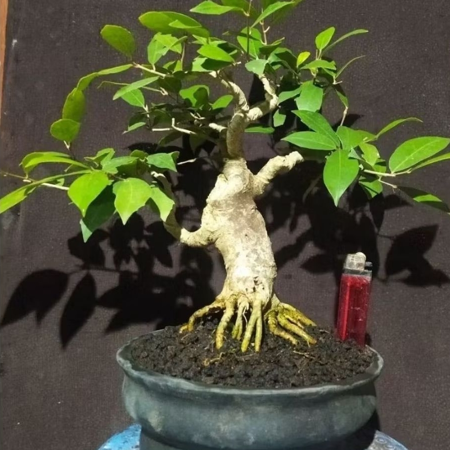 bonsai ficus amplas putih / ampelas putih + potnya