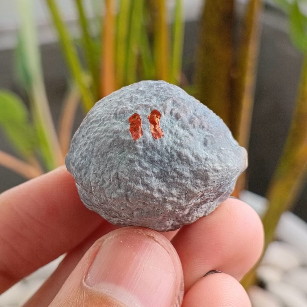 Muncang Adu Manohara JR kode 11