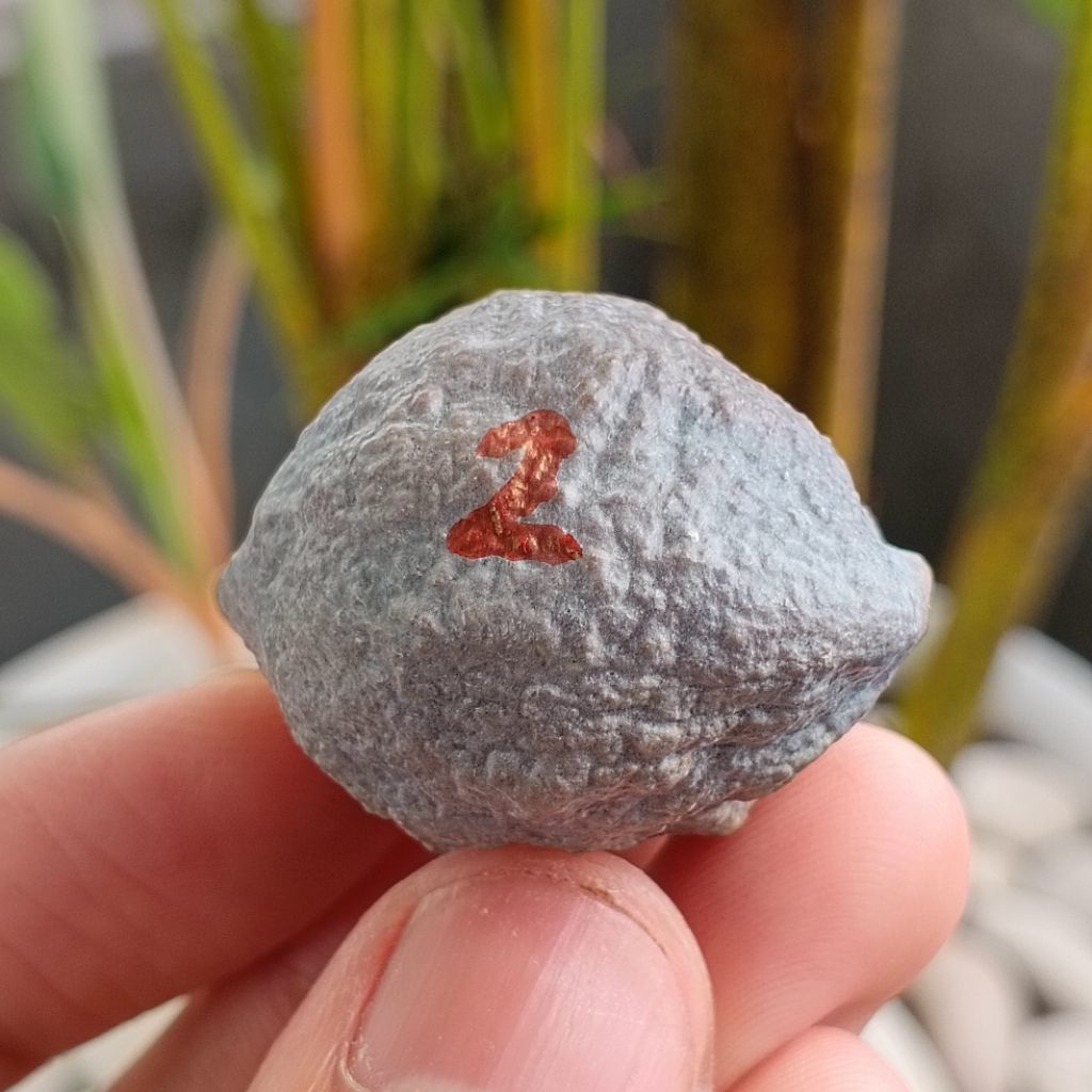 Muncang Adu Manohara JR kode 2