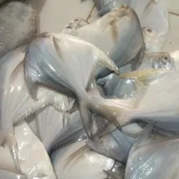 Ikan bawal putih 1kg