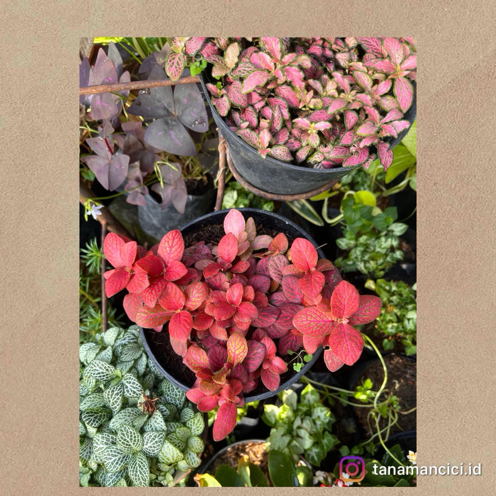 tanaman hias fitonia impor daun merah, pink, atau hijau real pict