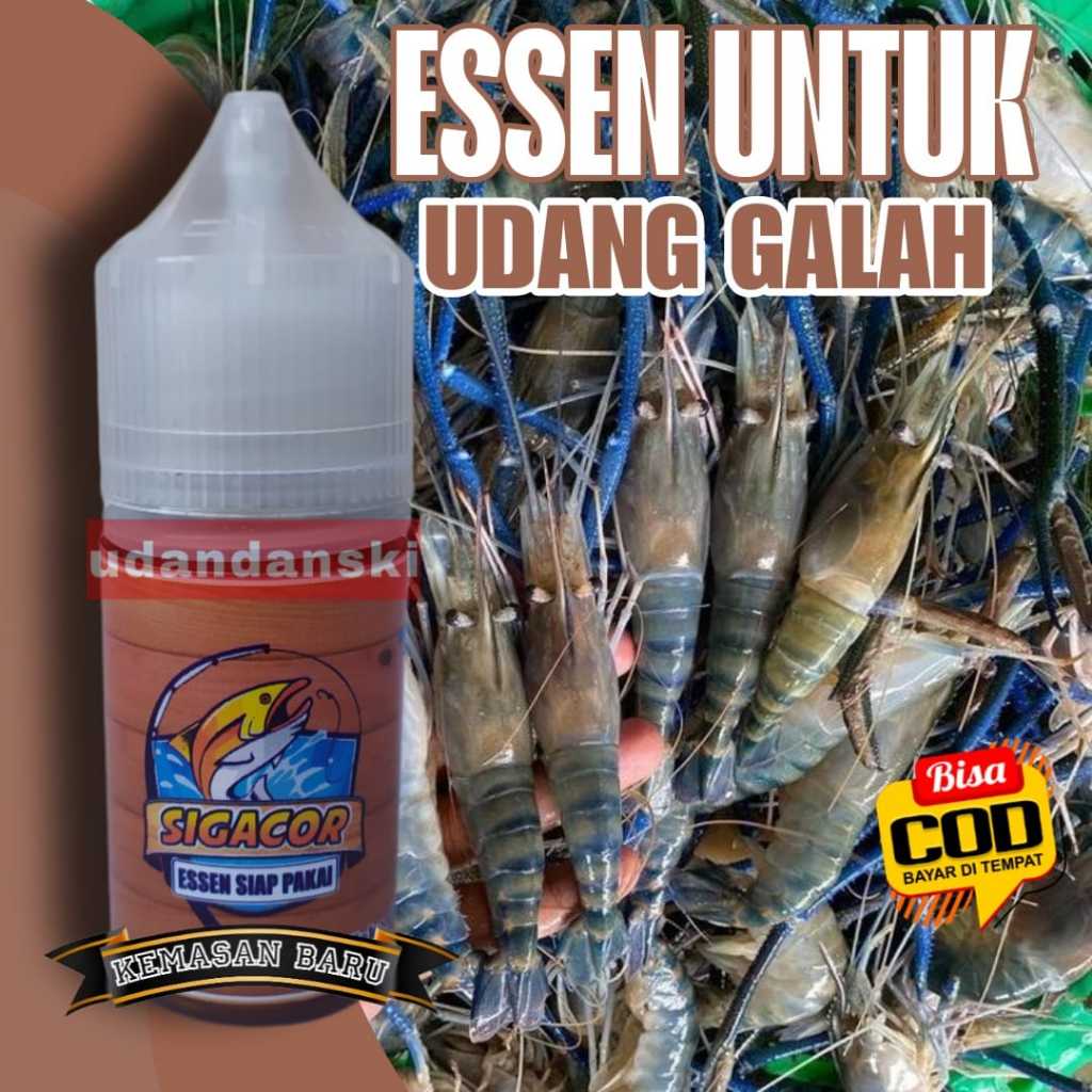 Essen Mancing Lobster Dan Udang Galah Liar Air Tawar Sungai Danau