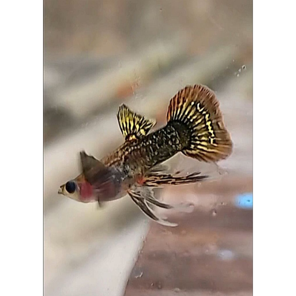 Rare Item Kipas atau Guppy Red Dragon Glassbelly Ribbon (isi satu pasang)