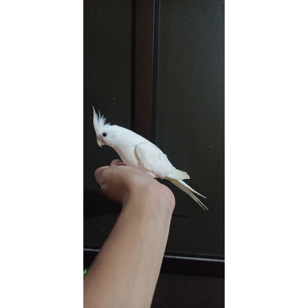 Parkit Australia - Burung Falk