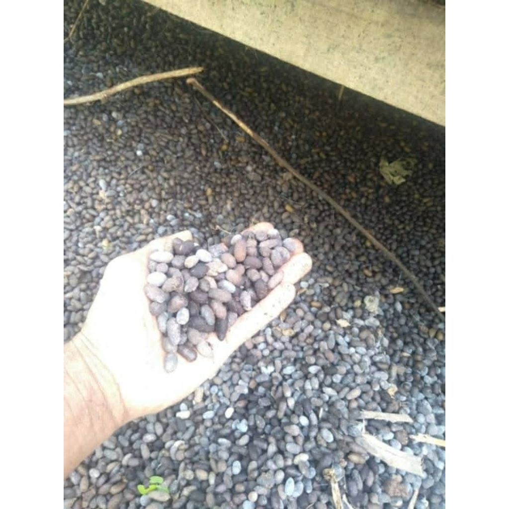 Srintil Kambing Murni Butiran 5Kg