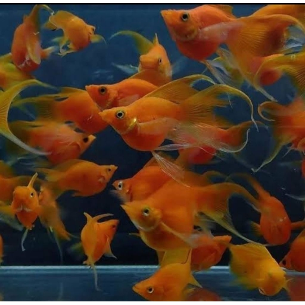 Hiasan Aquarium Molly Sunkist Lyretail Ikan Hias Molly Sunkist Cawang Ikan Aquascape Hiasan Akuarium