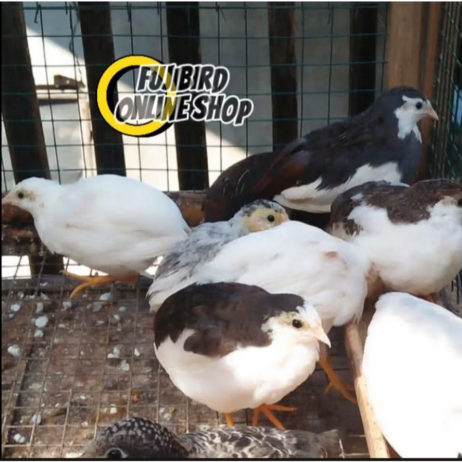 BURUNG PUYUH BATU PUTIH SILVER PUTIH BON SEPASANG PILIHAN AVIARY