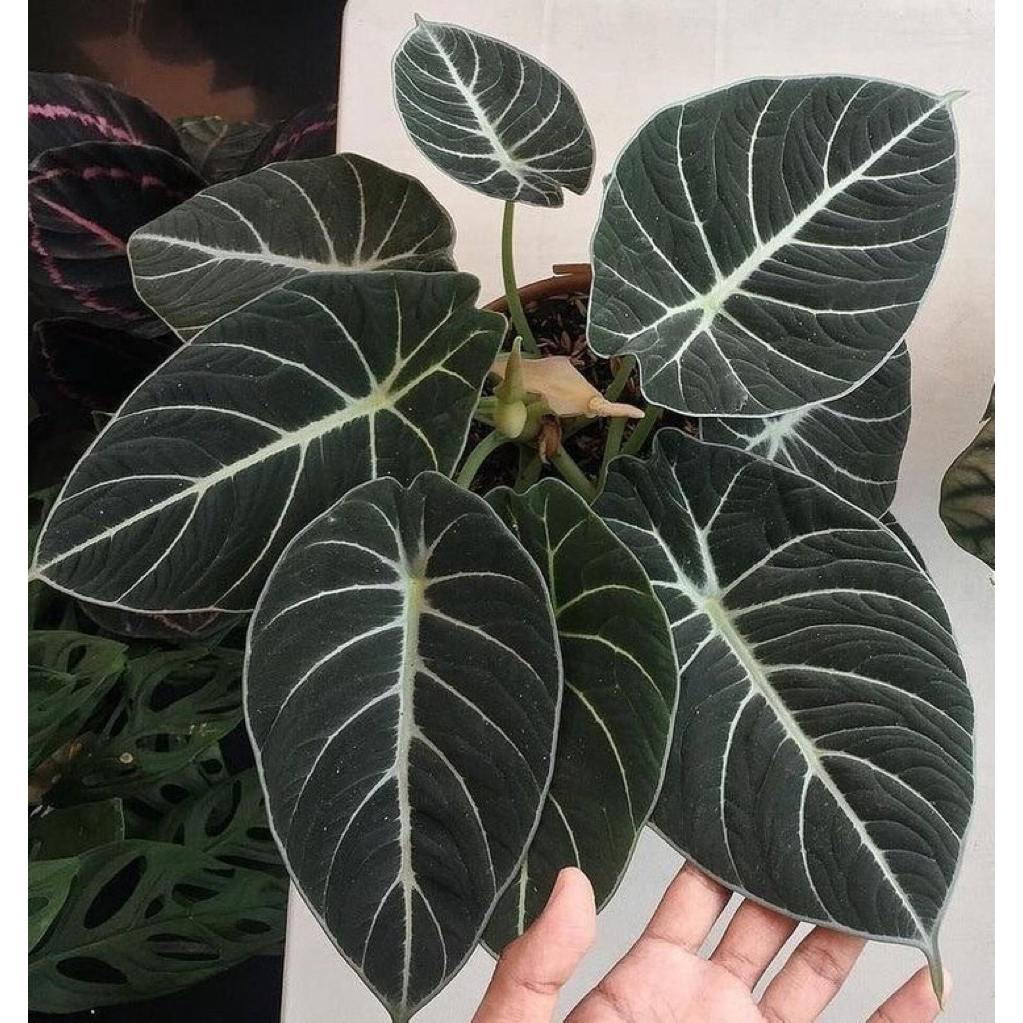 Alocasia black velvet | Tanaman hias alokasia | Alocasia black velvet ninja