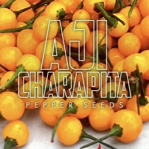 3 Biji Benih PEPPER Aji Charapita