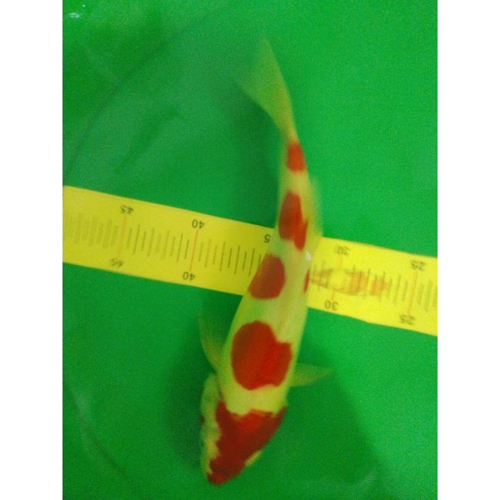 Ikan koi jenis Kohaku Doitsu pola step Godan 31cm HQ